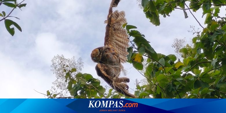 burung-hantu-lemas-terjerat-tali-layangan-di-alas-purwo,-diselamatkan-petugas