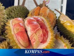 Durian Merah Banyuwangi, Buah Kebanggaan Lokal yang Resmi Dilindungi Negara