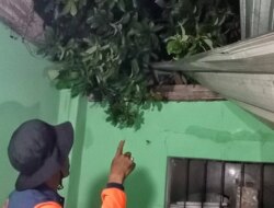 Hujan Lebat Disertai Angin Kencang, Rumah Warga Kalibaru Banyuwangi Rusak Tertimpa Pohon Alpukat