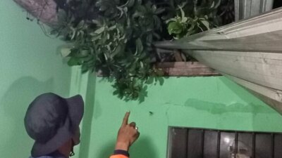 hujan-lebat-disertai-angin-kencang,-rumah-warga-kalibaru-banyuwangi-rusak-tertimpa-pohon-alpukat