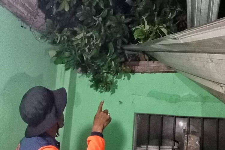 hujan-lebat-disertai-angin-kencang,-rumah-warga-kalibaru-banyuwangi-rusak-tertimpa-pohon-alpukat