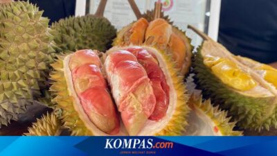 durian-kok-merah?-ini-keunikan-durian-merah-banyuwangi-yang-kini-dilindugi-negara