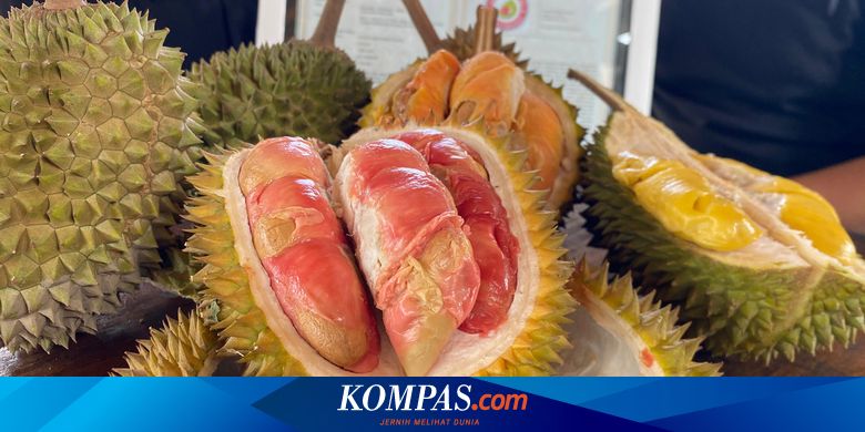 durian-kok-merah?-ini-keunikan-durian-merah-banyuwangi-yang-kini-dilindugi-negara
