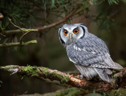 Fakta Unik Burung Hantu, Penjaga Malam yang Santun – TIMES Banyuwangi