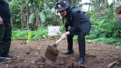 harlah-ke-79,-pdi-perjuangan-banyuwangi-bersama-bupati-ipuk-gelar-aksi-rawat-pertiwi-–-times-banyuwangi