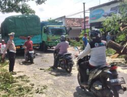 Angin Ekstrem Terjang Wongsorejo, Pemdes Sidodadi Tebang Pohon Rawan Tumbang: Bantah Isu Video Viral