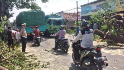 angin-ekstrem-terjang-wongsorejo,-pemdes-sidodadi-tebang-pohon-rawan-tumbang:-bantah-isu-video-viral