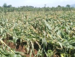 Petani Wongsorejo Pasrah, Angin Ekstrem Porak-porandakan Jagung