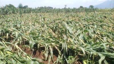 petani-wongsorejo-pasrah,-angin-ekstrem-porak-porandakan-jagung