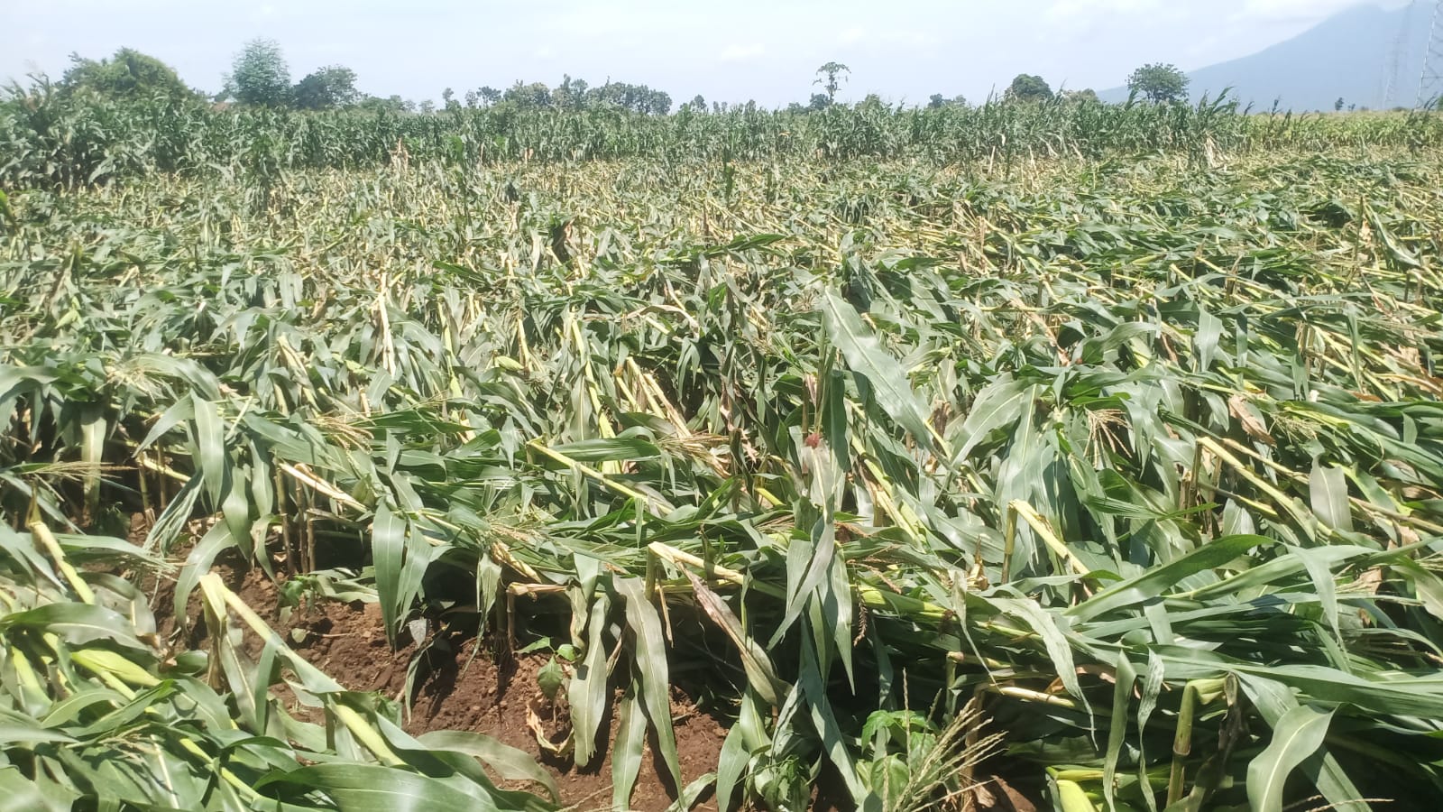 petani-wongsorejo-pasrah,-angin-ekstrem-porak-porandakan-jagung