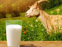 Susu Kambing, Energi Alami Penopang Aktivitas Harian dan Puasa Ramadan – TIMES Banyuwangi