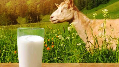 susu-kambing,-energi-alami-penopang-aktivitas-harian-dan-puasa-ramadan-–-times-banyuwangi