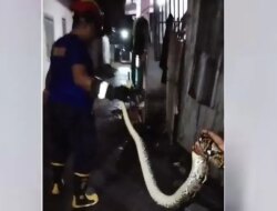 Ular Piton 2 Meter Bersarang di Plafon Rumah Warga Muncar, Damkarmat Banyuwangi Lakukan Evakuasi