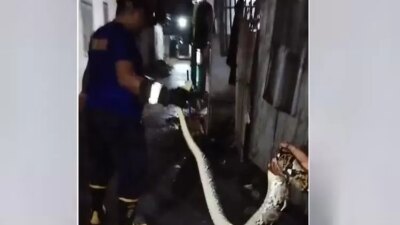 ular-piton-2-meter-bersarang-di-plafon-rumah-warga-muncar,-damkarmat-banyuwangi-lakukan-evakuasi