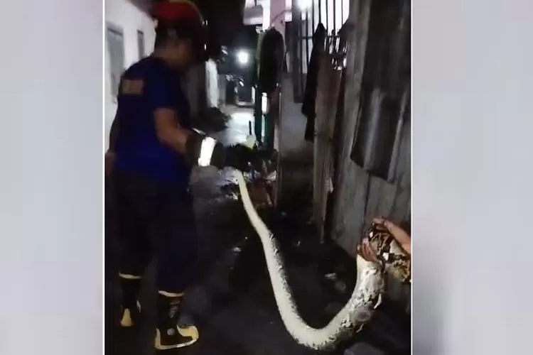 ular-piton-2-meter-bersarang-di-plafon-rumah-warga-muncar,-damkarmat-banyuwangi-lakukan-evakuasi