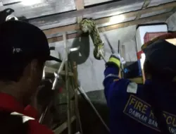 Petugas Damkar Evakuasi Ular Piton di Rumah warga, Melingkar di Kayu Langit-langit Dapur