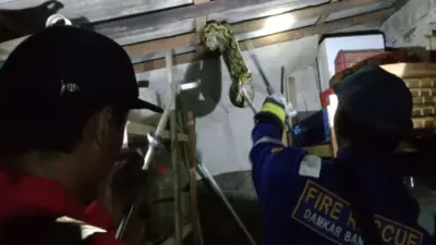 petugas-damkar-evakuasi-ular-piton-di-rumah-warga,-melingkar-di-kayu-langit-langit-dapur