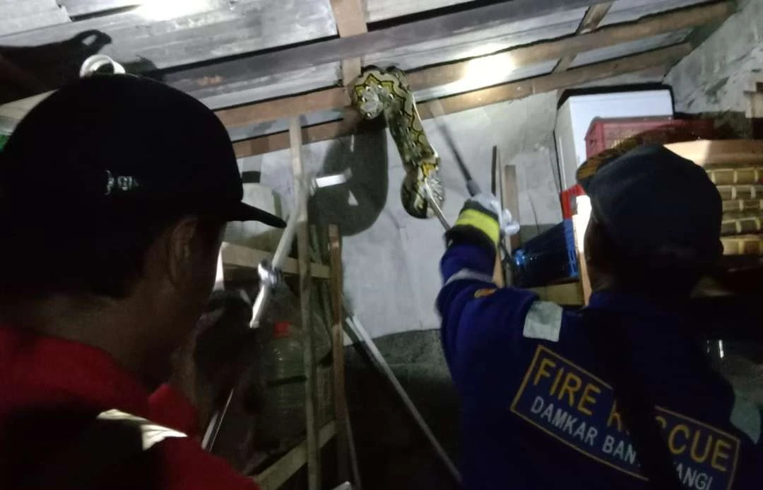 petugas-damkar-evakuasi-ular-piton-di-rumah-warga,-melingkar-di-kayu-langit-langit-dapur