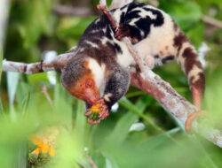 Kenalan dengan Kus-kus Wai Geo Satwa Ikonik Papua – TIMES Banyuwangi