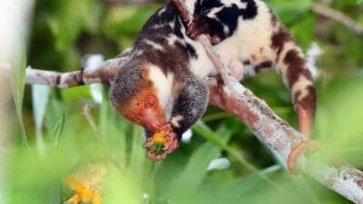 kenalan-dengan-kus-kus-wai-geo-satwa-ikonik-papua-–-times-banyuwangi