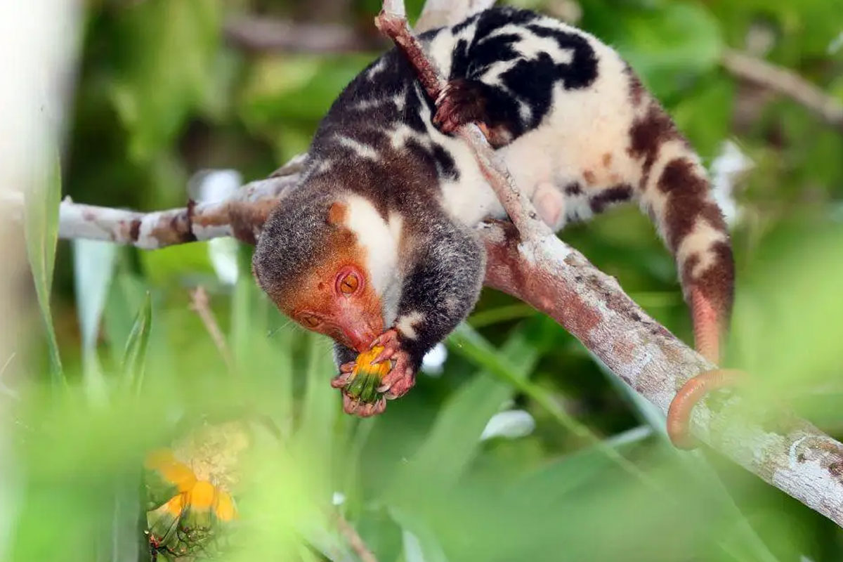 kenalan-dengan-kus-kus-wai-geo-satwa-ikonik-papua-–-times-banyuwangi