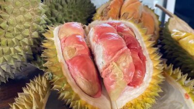 fakta-durian-merah-banyuwangi-berstatus-indikasi-geografis,-pohon-legendaris-si-wayut-di-kemiren-ternyata-telah-mati-sejak-2019