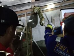 Ular Pyton 4 Meter Gegerkan Warga Curahpecak Purwoharjo Banyuwangi, Damkarmat Evakuasi dari Atap Dapur