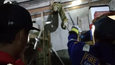 ular-pyton-4-meter-gegerkan-warga-curahpecak-purwoharjo-banyuwangi,-damkarmat-evakuasi-dari-atap-dapur