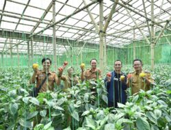 Sentra Produksi Paprika Terbesar di Jawa Timur Ternyata Ada di Pasuruan Lho – TIMES Banyuwangi