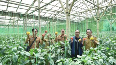 sentra-produksi-paprika-terbesar-di-jawa-timur-ternyata-ada-di-pasuruan-lho-–-times-banyuwangi