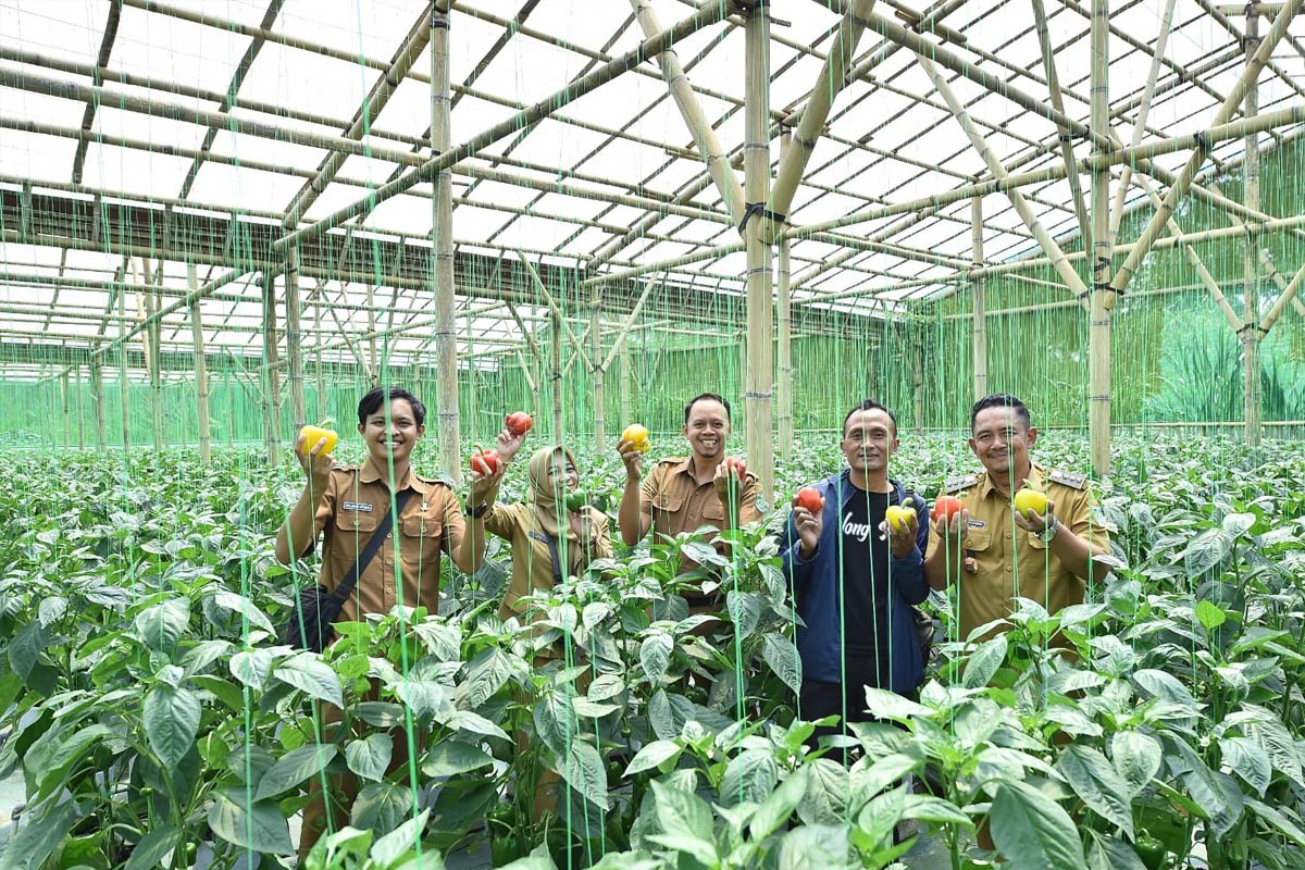 sentra-produksi-paprika-terbesar-di-jawa-timur-ternyata-ada-di-pasuruan-lho-–-times-banyuwangi