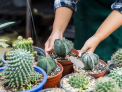 Merawat Kaktus Agar Tetap ‘Gemoy’ dan Anti-Busuk – TIMES Banyuwangi