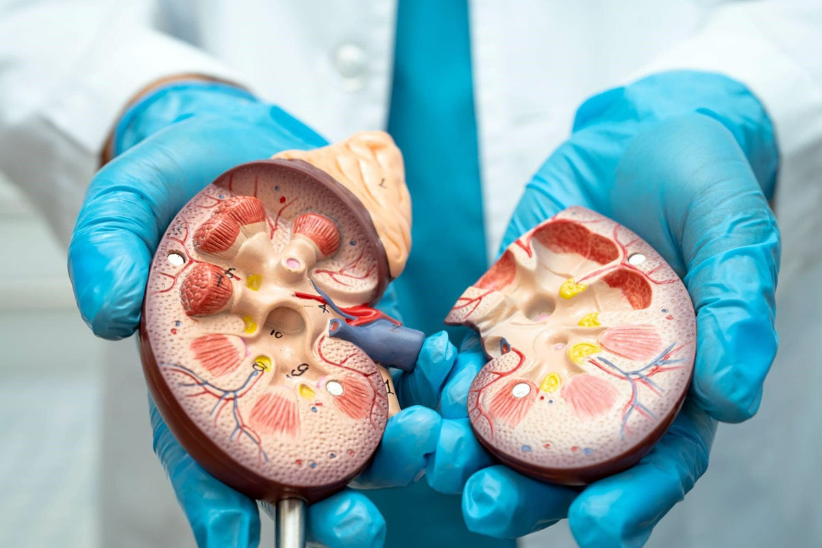 mengenal-tb-ginjal-yang-diidap-lucky-element,-penyebab-dan-pengobatannya-–-times-banyuwangi