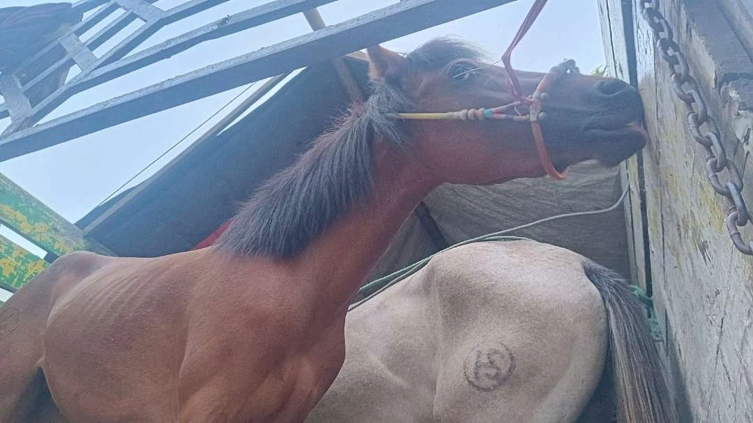 karantina-banyuwangi-gagalkan-penyelundupan-enam-kuda-pacu-dari-lombok-tengah