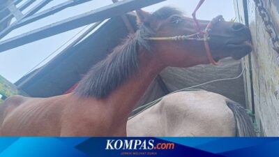 penyelundupan-6-kuda-pacu-asal-lombok-tengah-digagalkan-di-banyuwangi