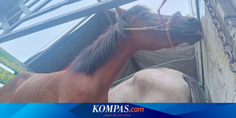 penyelundupan-6-kuda-pacu-asal-lombok-tengah-digagalkan-di-banyuwangi