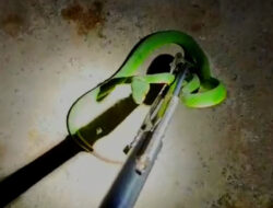 Ular Hijau Ekor Merah Masuk Motor, Warga Banyuwangi Minta Tolong Damkar – TIMES Banyuwangi