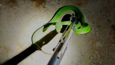 ular-hijau-ekor-merah-masuk-motor,-warga-banyuwangi-minta-tolong-damkar-–-times-banyuwangi