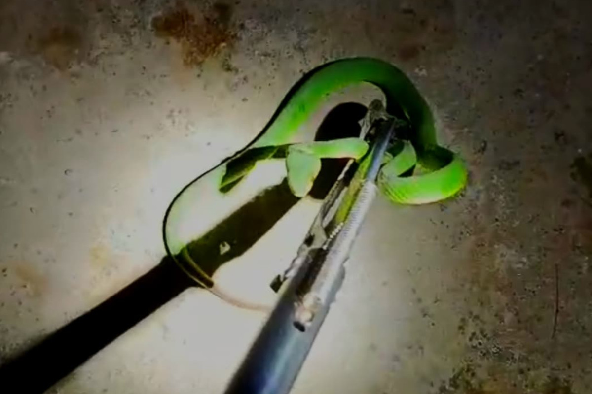 ular-hijau-ekor-merah-masuk-motor,-warga-banyuwangi-minta-tolong-damkar-–-times-banyuwangi