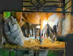 Enam Kuda Pacu Ilegal Asal Lombok Digagalkan di Pelabuhan Tanjungwangi, Karantina Jatim Amankan Sopir dan Kendaraan