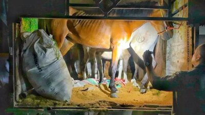 enam-kuda-pacu-ilegal-asal-lombok-digagalkan-di-pelabuhan-tanjungwangi,-karantina-jatim-amankan-sopir-dan-kendaraan