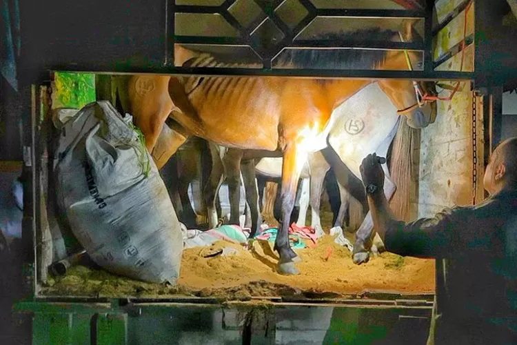 enam-kuda-pacu-ilegal-asal-lombok-digagalkan-di-pelabuhan-tanjungwangi,-karantina-jatim-amankan-sopir-dan-kendaraan