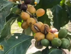 Banyuwangi Kembangkan Kopi Arabika Jenis Yellow Bourbon dan Yellow Cattura