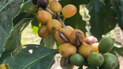 banyuwangi-kembangkan-kopi-arabika-jenis-yellow-bourbon-dan-yellow-cattura