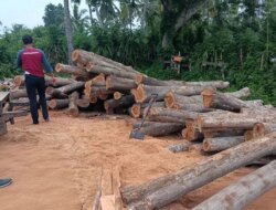 Diduga Hasil Pembalakan Liar, 134 Kayu Jati Gelondongan Diamankan di Tegaldlimo Banyuwangi
