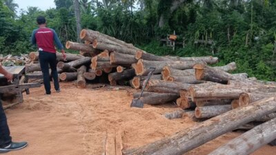 diduga-hasil-pembalakan-liar,-134-kayu-jati-gelondongan-diamankan-di-tegaldlimo-banyuwangi