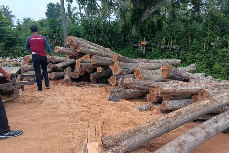 diduga-hasil-pembalakan-liar,-134-kayu-jati-gelondongan-diamankan-di-tegaldlimo-banyuwangi