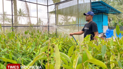 sambung-pucuk,-teknik-ideal-lahirkan-bibit-durian-merah-banyuwangi-berkualitas-–-times-banyuwangi