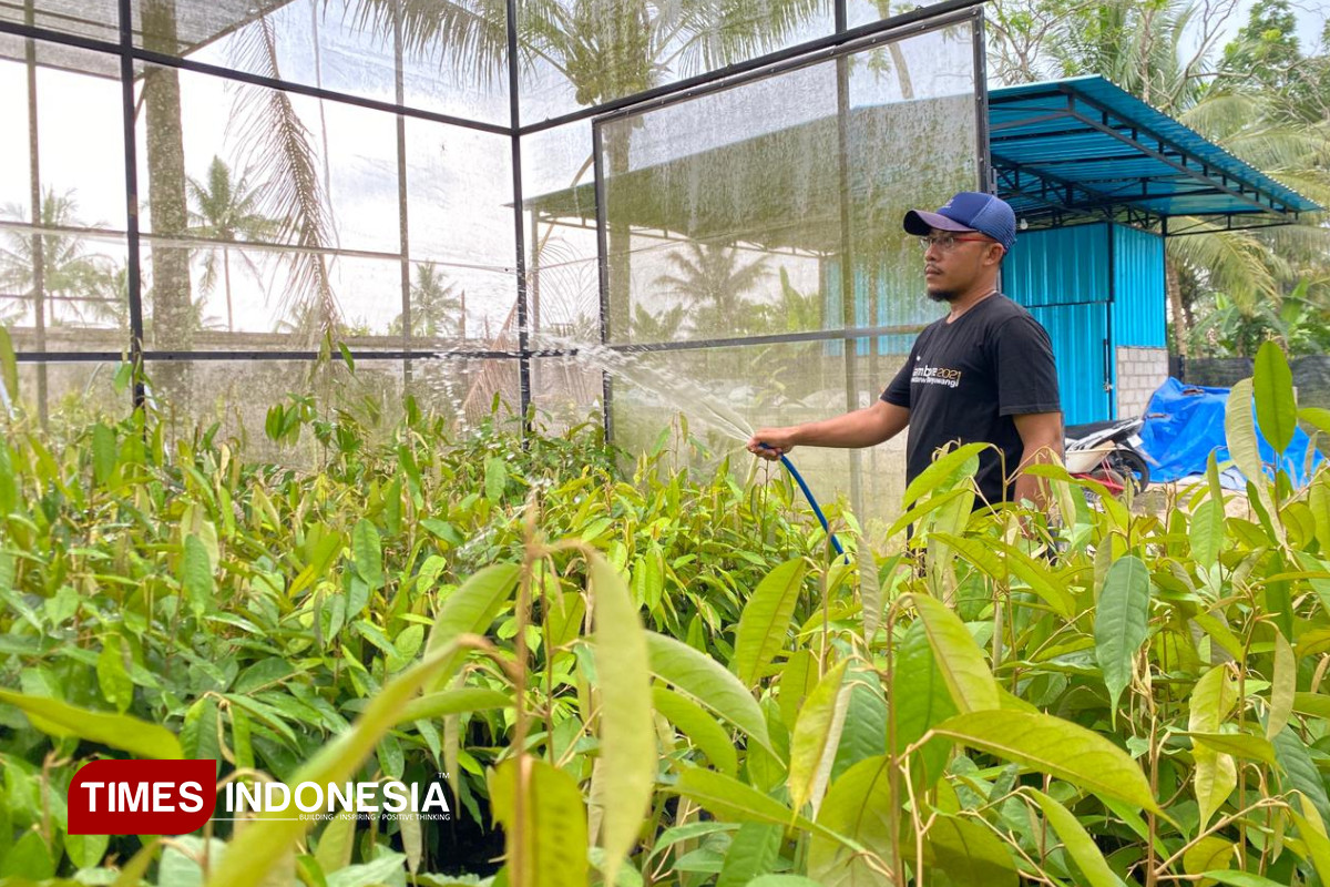 sambung-pucuk,-teknik-ideal-lahirkan-bibit-durian-merah-banyuwangi-berkualitas-–-times-banyuwangi