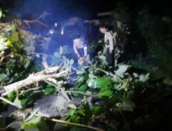 Hujan Deras, Pohon Jati Perhutani Tumbang Tutupi Jalan Raya Purwoharjo–Tegaldlimo